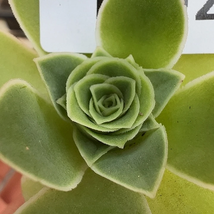 杨302 不知名 跑单福利