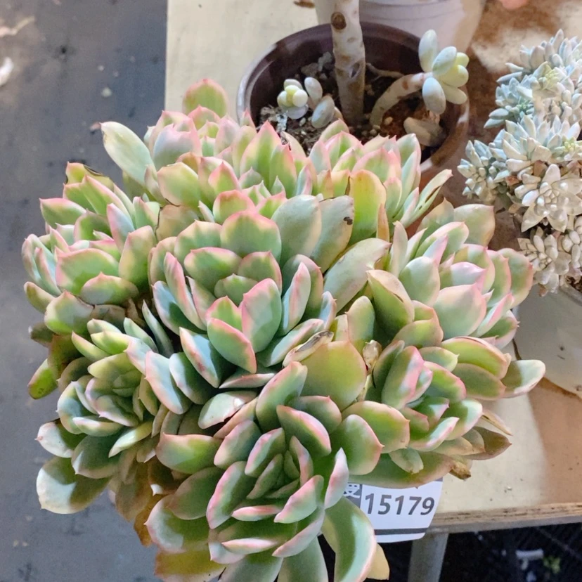 【闪购商品】绮罗锦15179