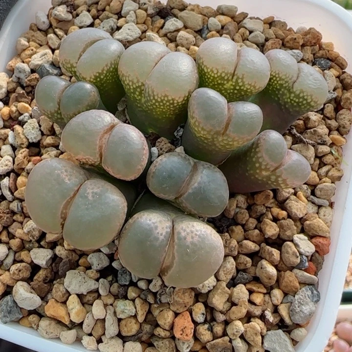 多肉植物风铃母本一颗62号