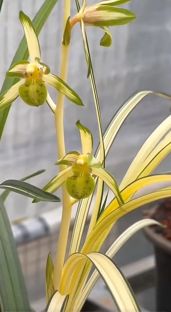 兰花精品  （送春） 金碧辉煌兰花精品好养室内裸根