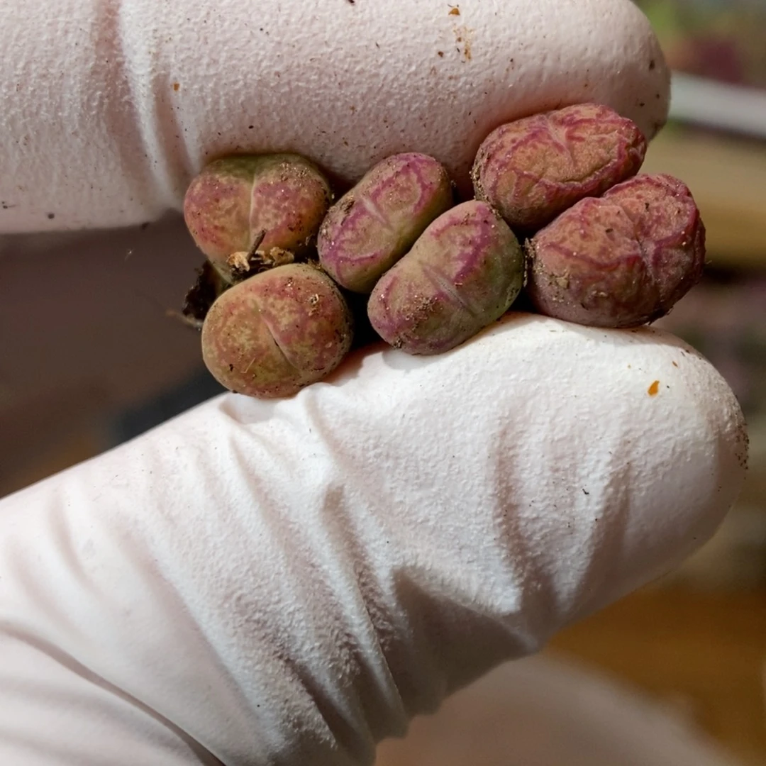 多肉植物肉锥杂交K-683 三颗墨杂