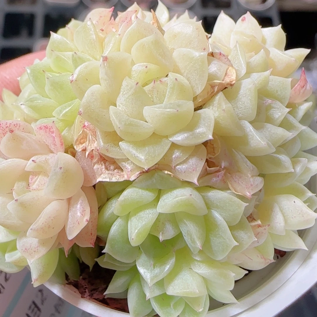 花语多肉1221-183散