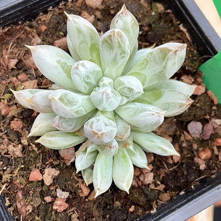多肉植物杜里万群154