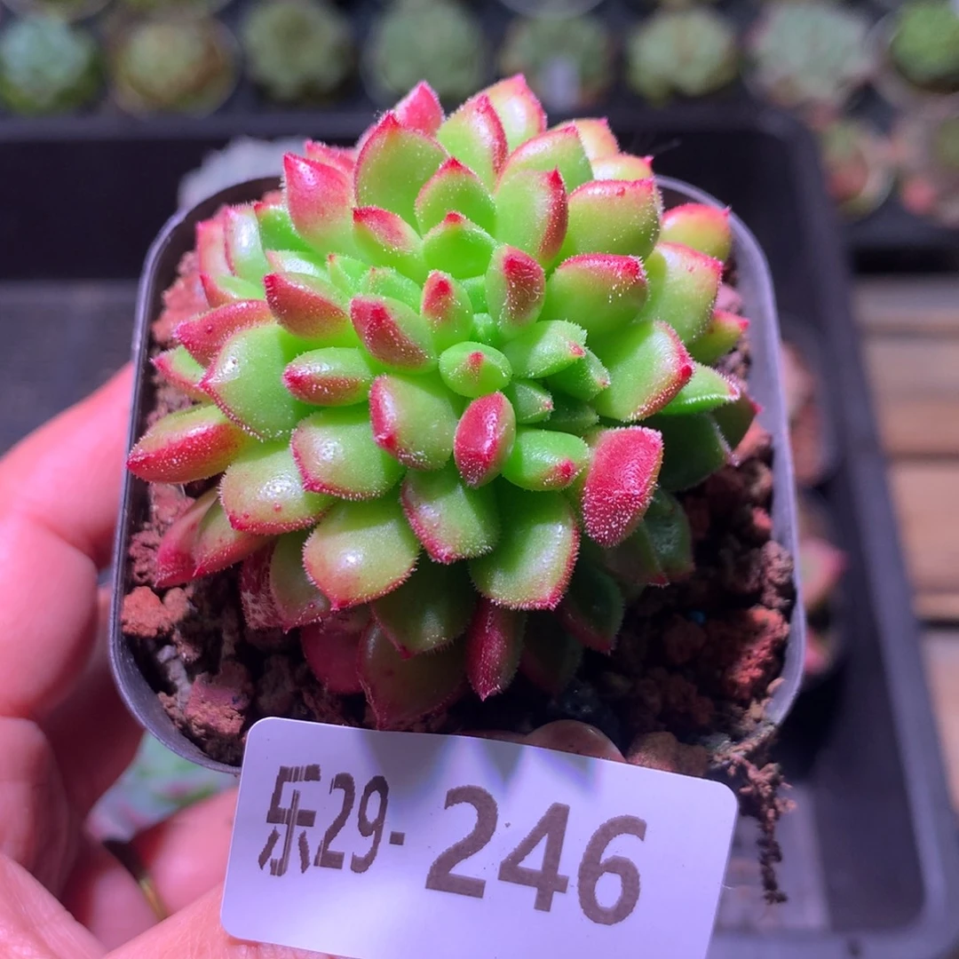 乐然29-246 红唇缀化