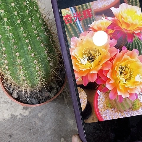 杏光辉毛花，268990