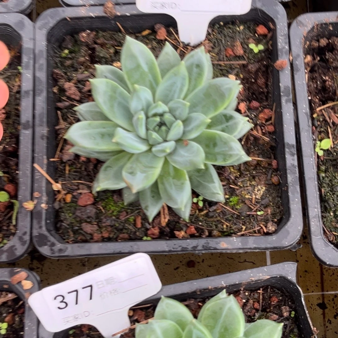 美人系杂多天植物390