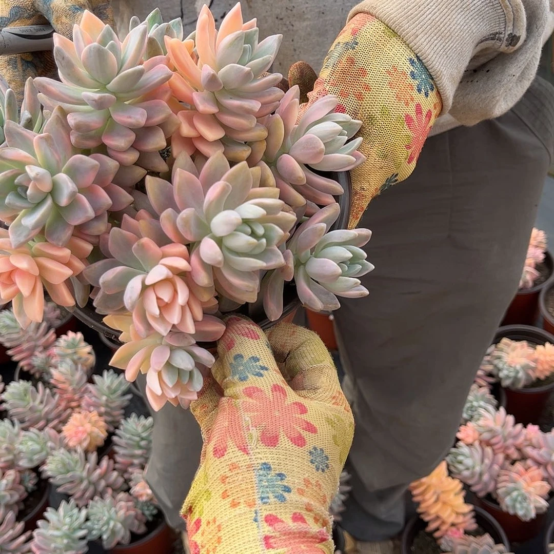 紅*彤多肉植物淡雪景D35