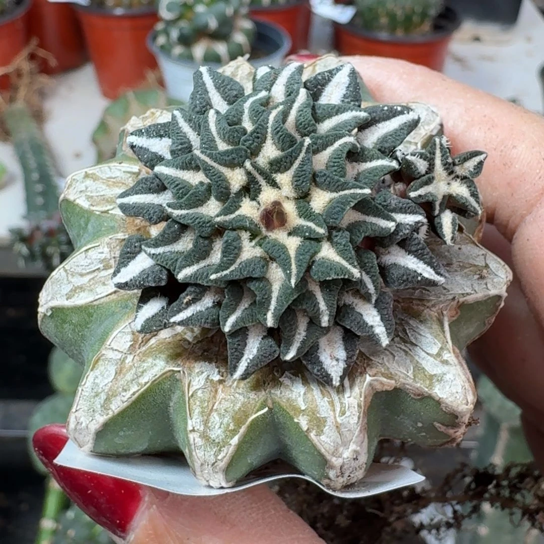 【闪购商品】无花朵福利欧系红花馒头姬牡丹687