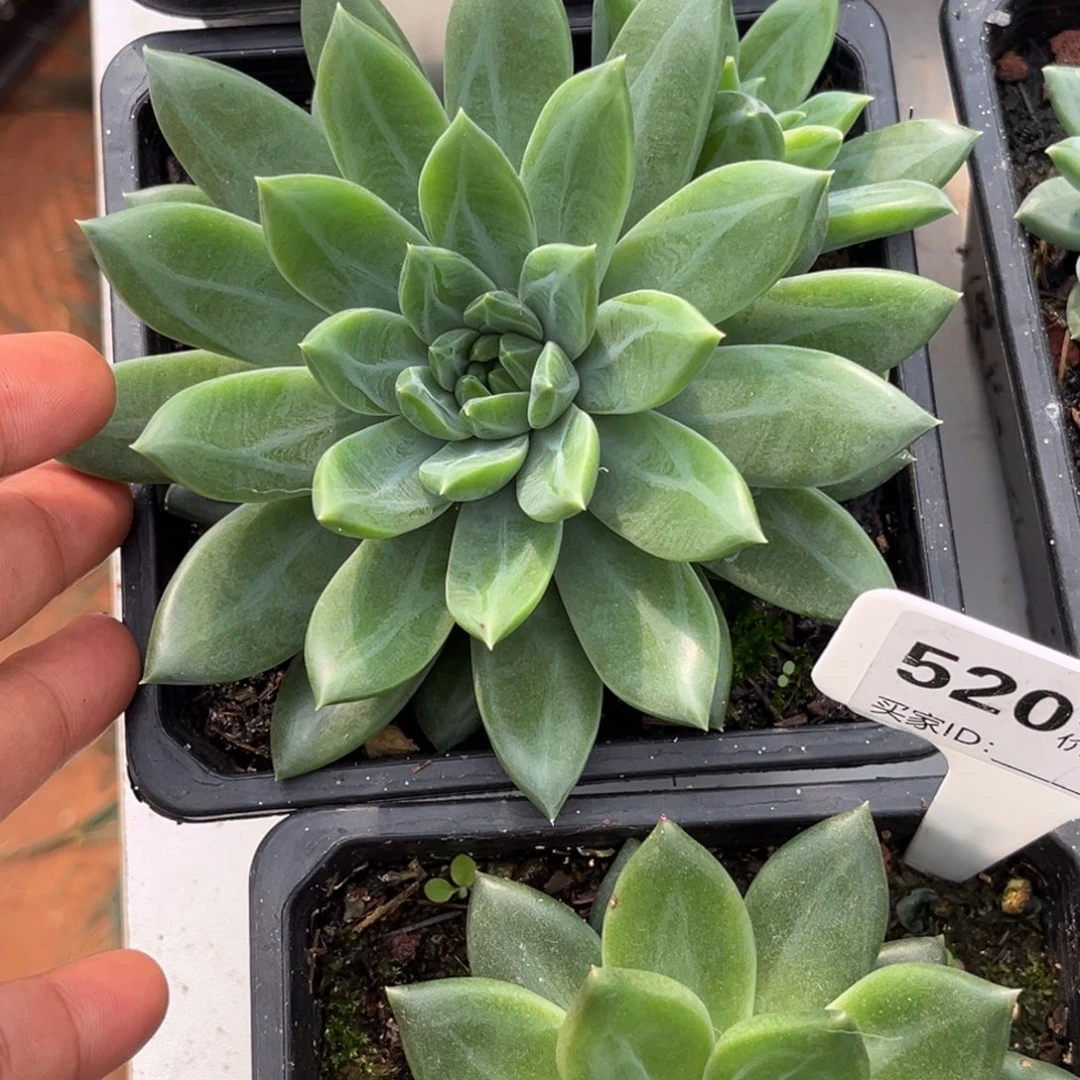 美人系多肉植物373