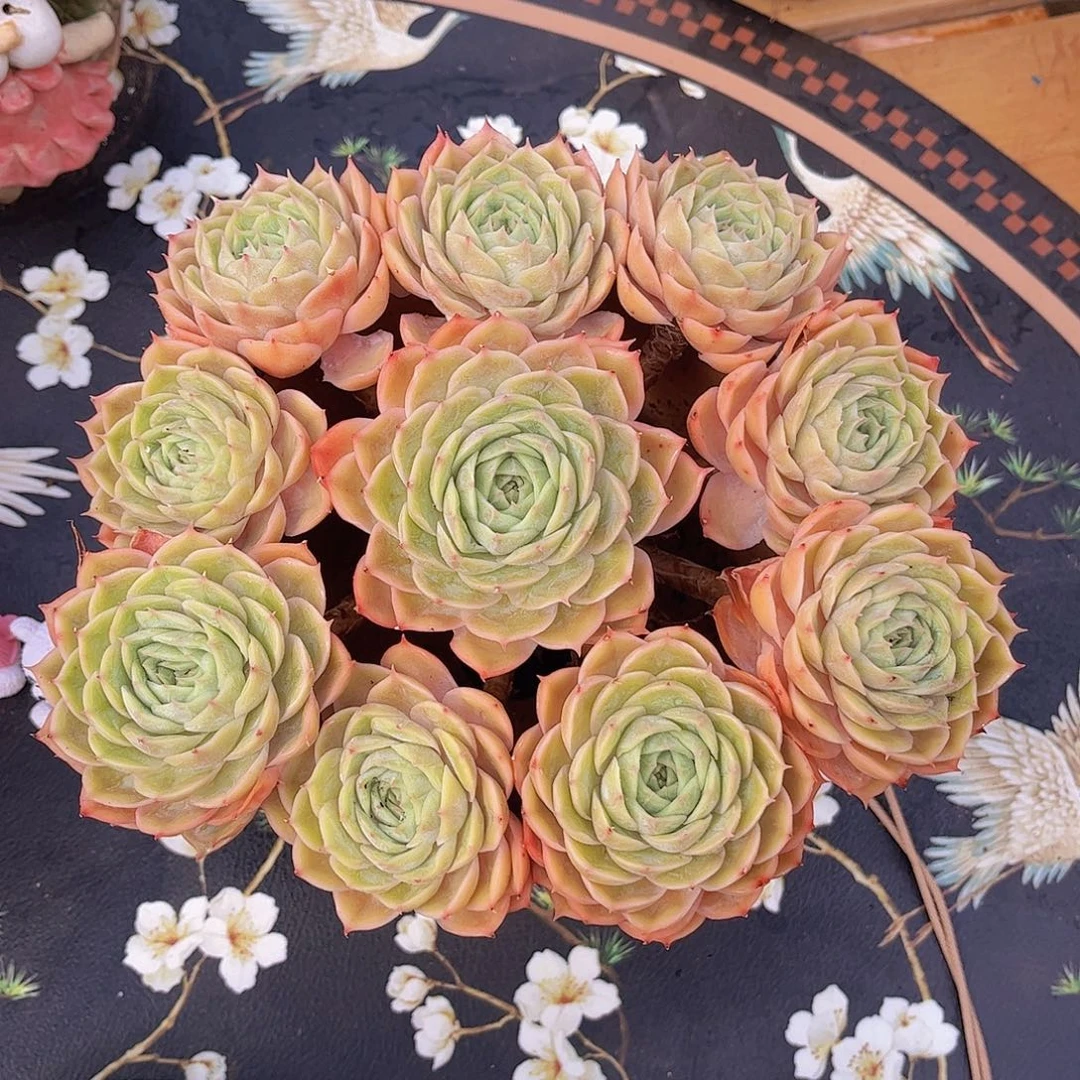 昂斯洛捧花精品多肉