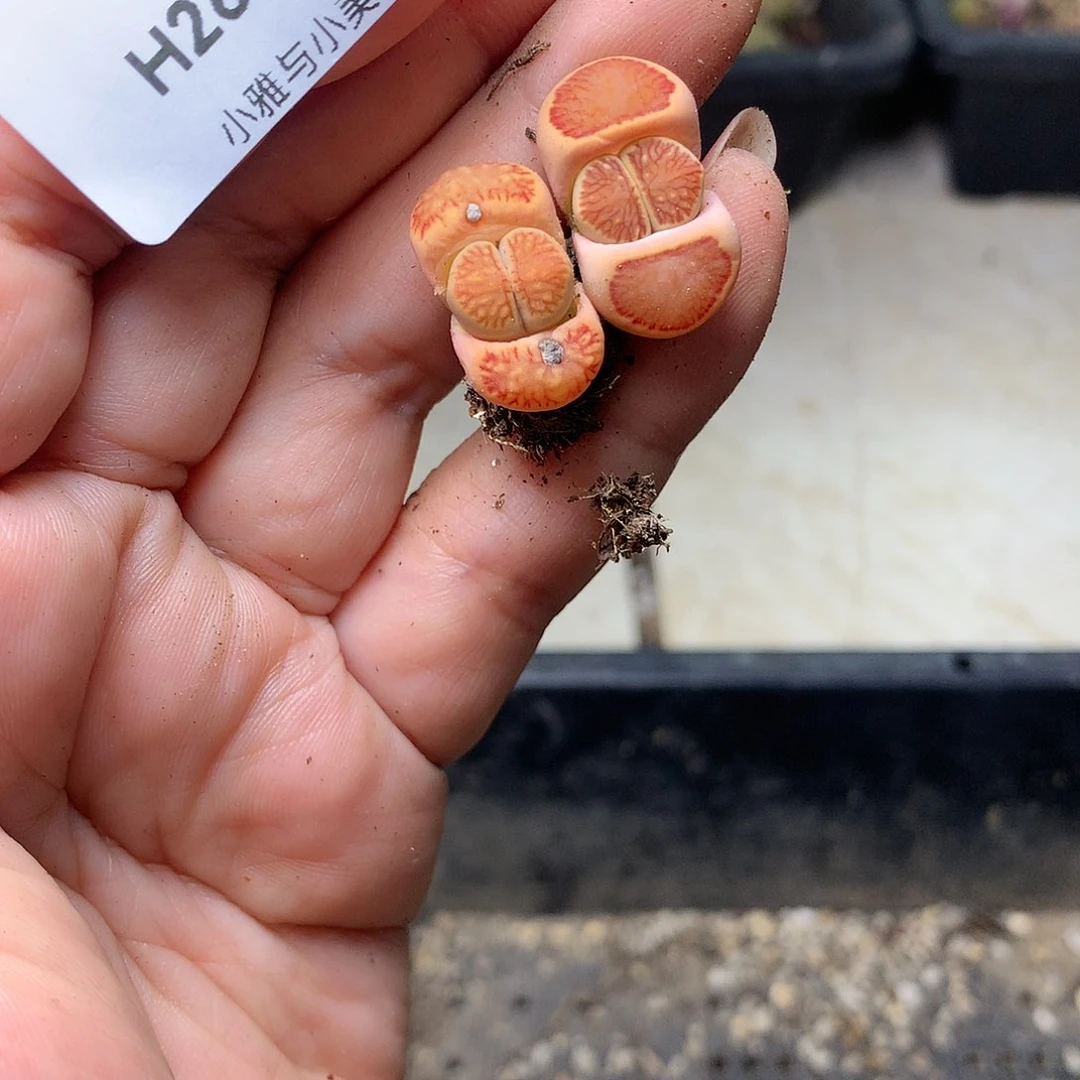 H260多肉植物保护研究所