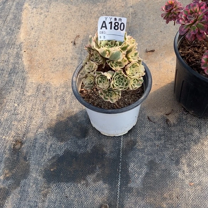 精***心迈巴赫18000000000000