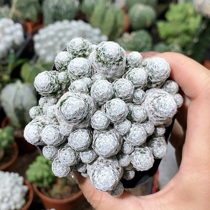 花花草草花花草草
