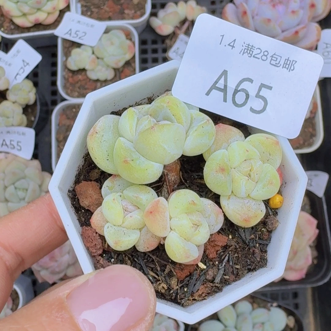 黄体冰玉4头一颗带盆