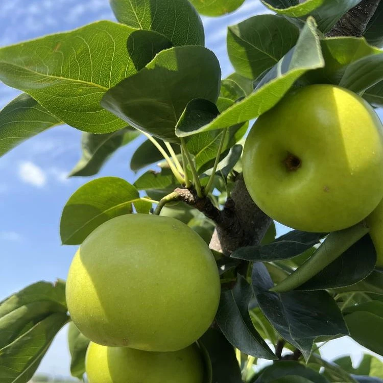 （张家港一小时送货到家）新梨苹果梨尝鲜价一个