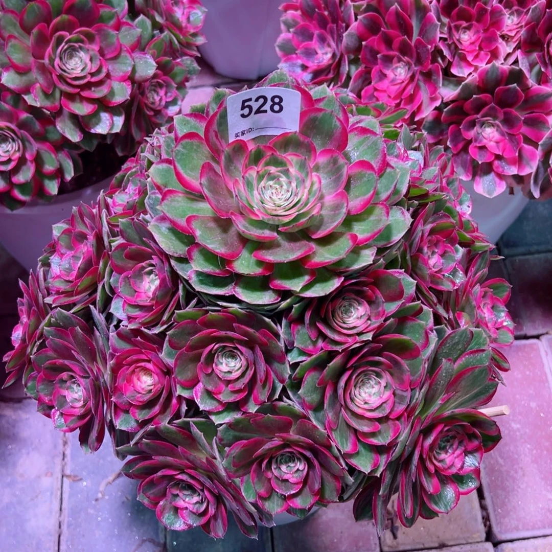 ****528月华法师多肉植物