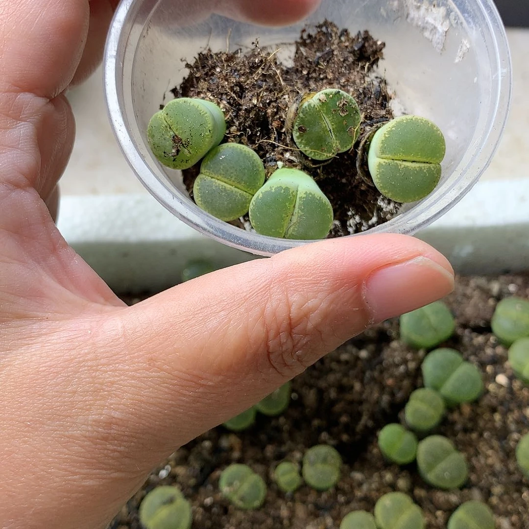 俏*吖K54多肉植物保护