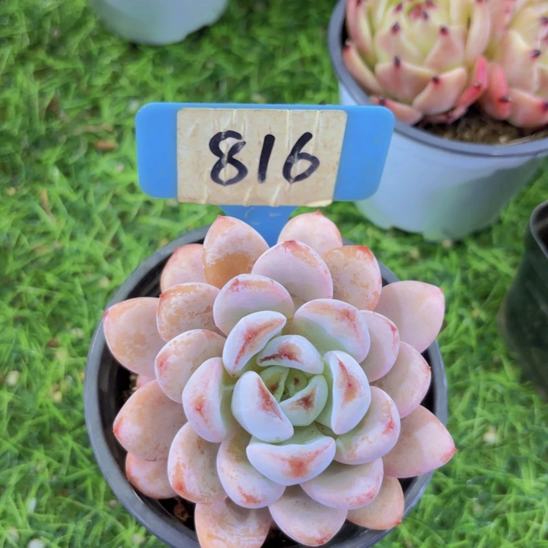 ?*S我的小可爱们都好可爱