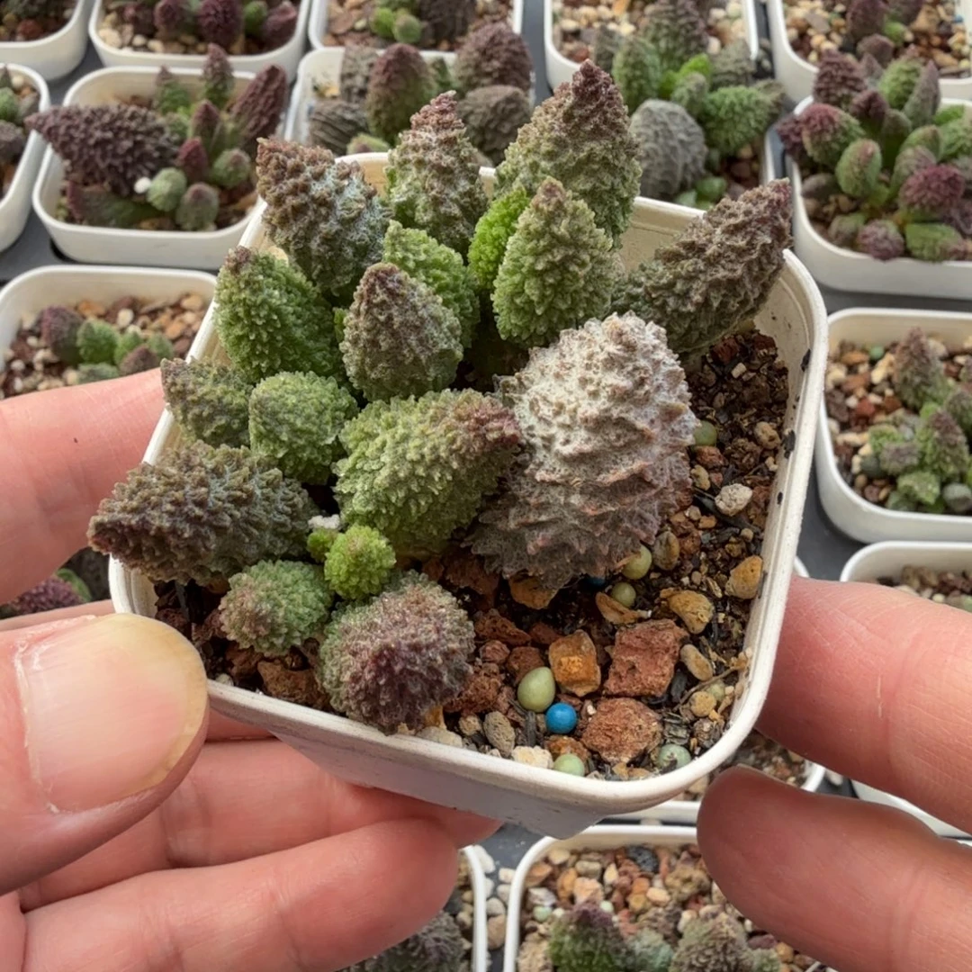12水泡植物明照多肉