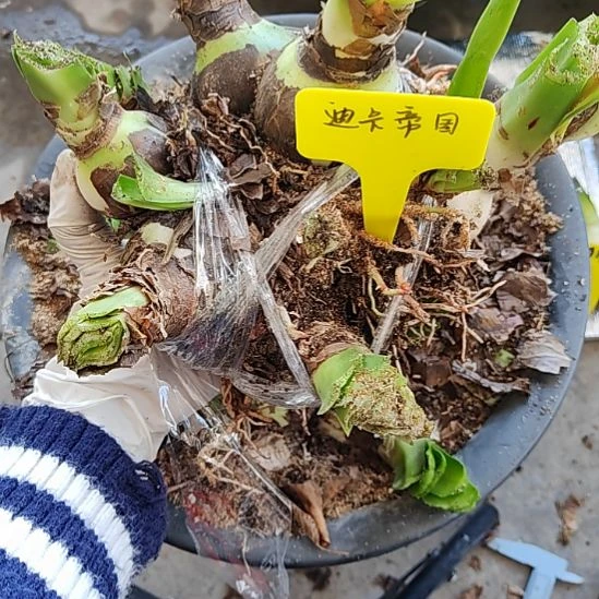 迪卡帝国坨坨  7个4-6  3个小侧