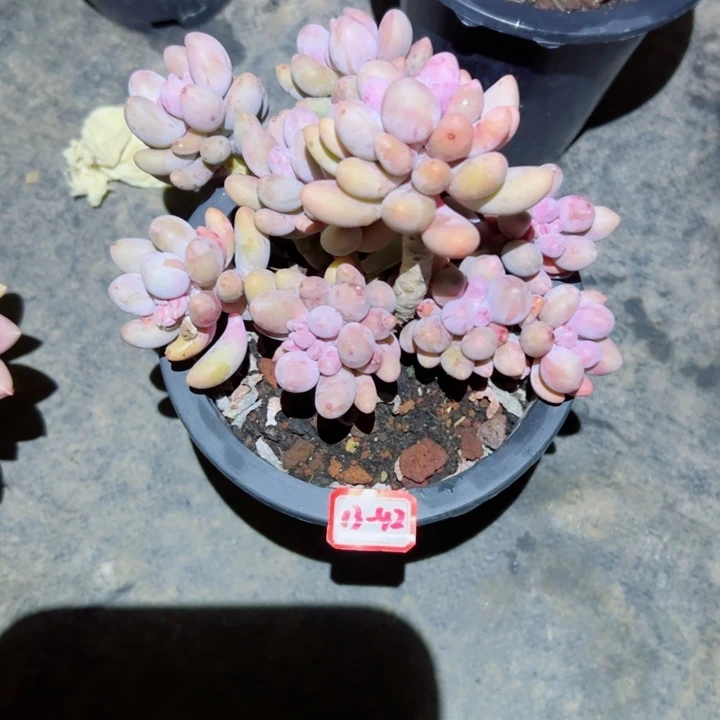 野*心精品多肉植物老桩