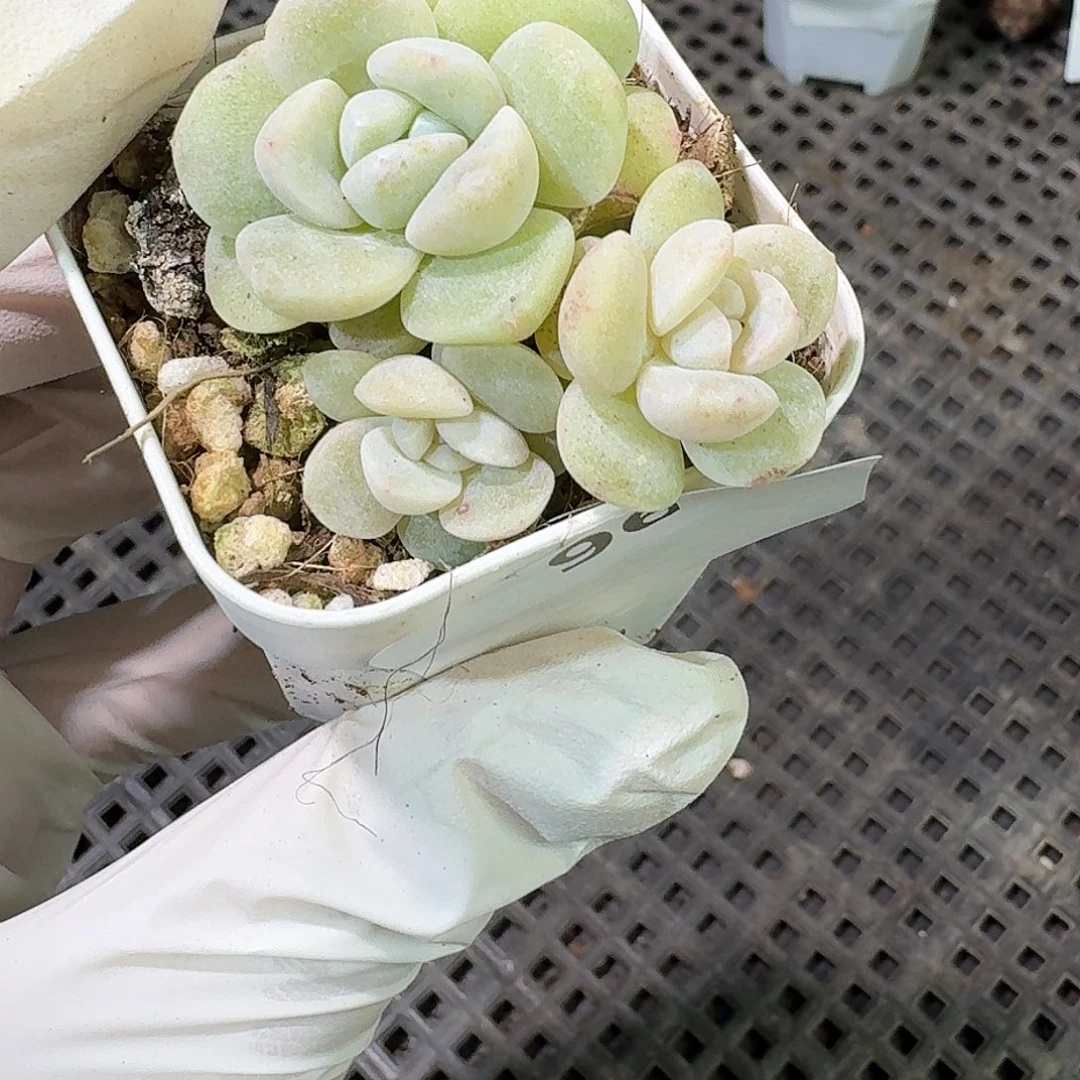 96 号到手1框～一物一拍