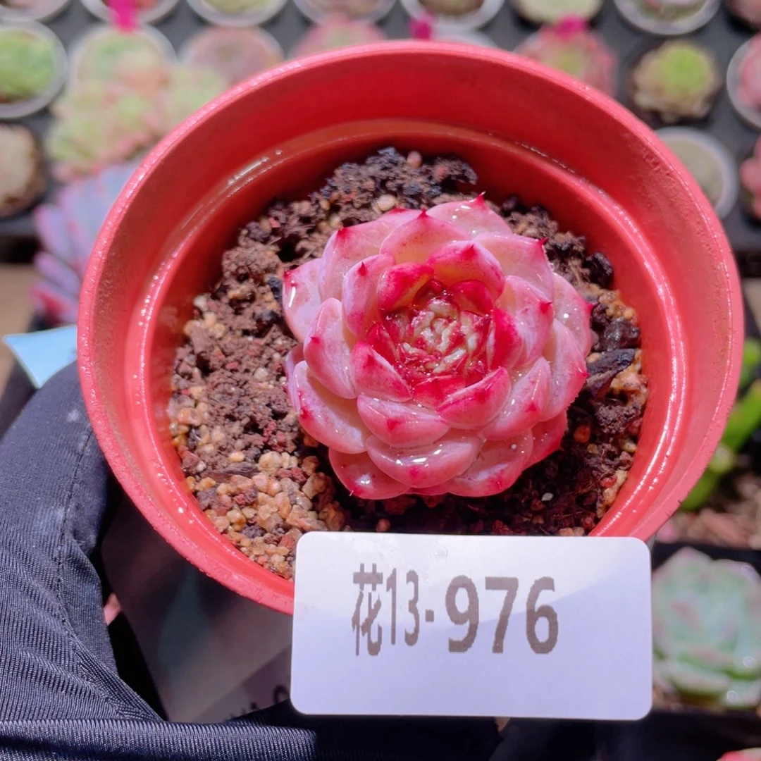 花利美13-976天鹅绒