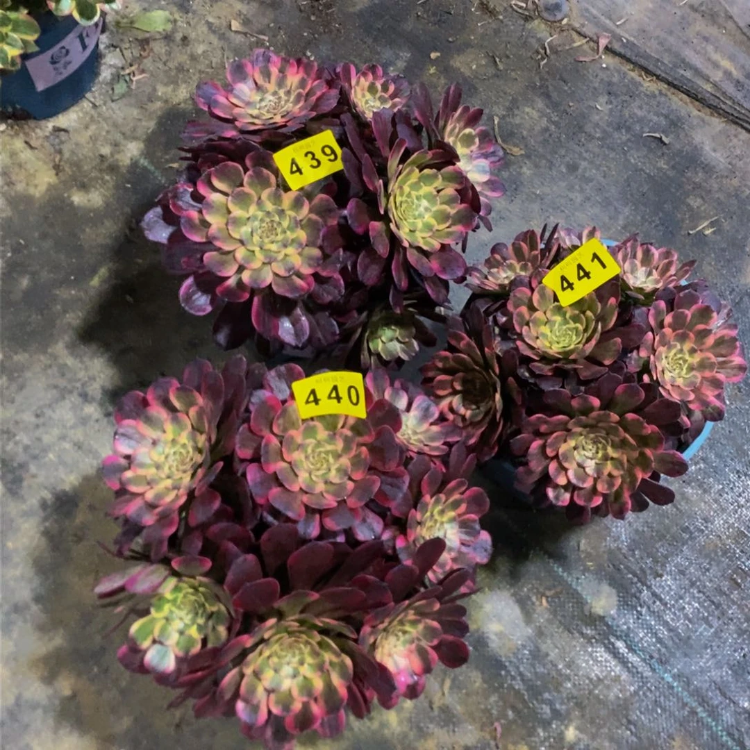用****5多肉439 440。 441烟花