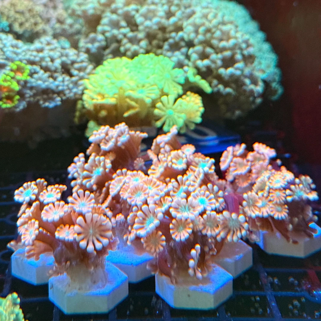 「新奇宠物」东澳粉芯茉莉花花软体珊瑚珊瑚活体