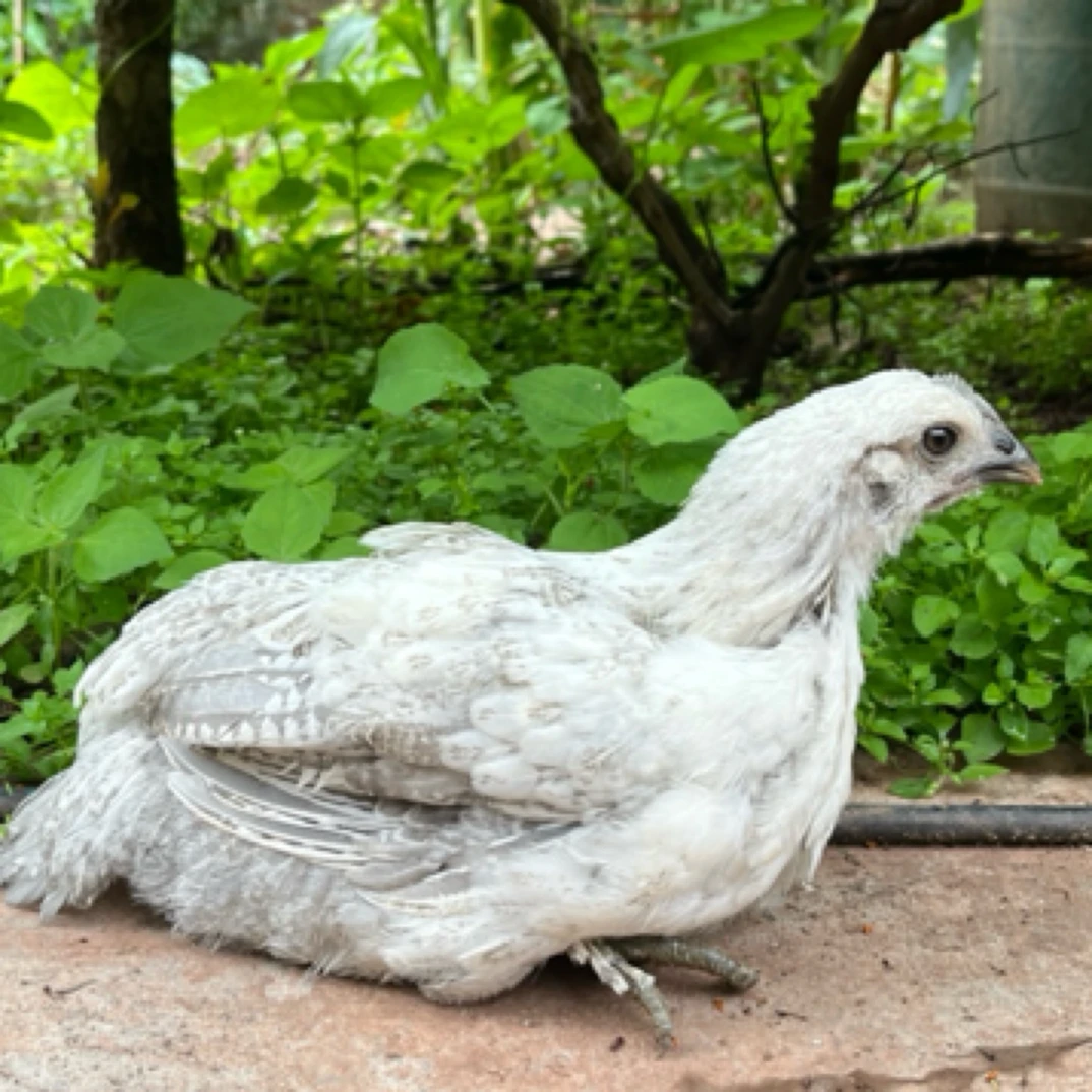 青花鸡 宠物鸡 观赏鸡 活体 包邮