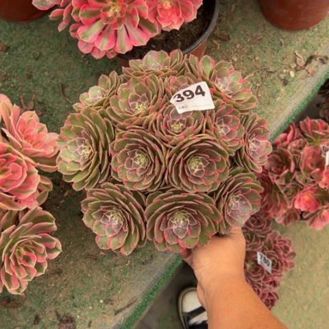 蔷***薇394粉花妖朵朵多肉，