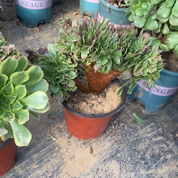 青檬锦缀多肉植物126