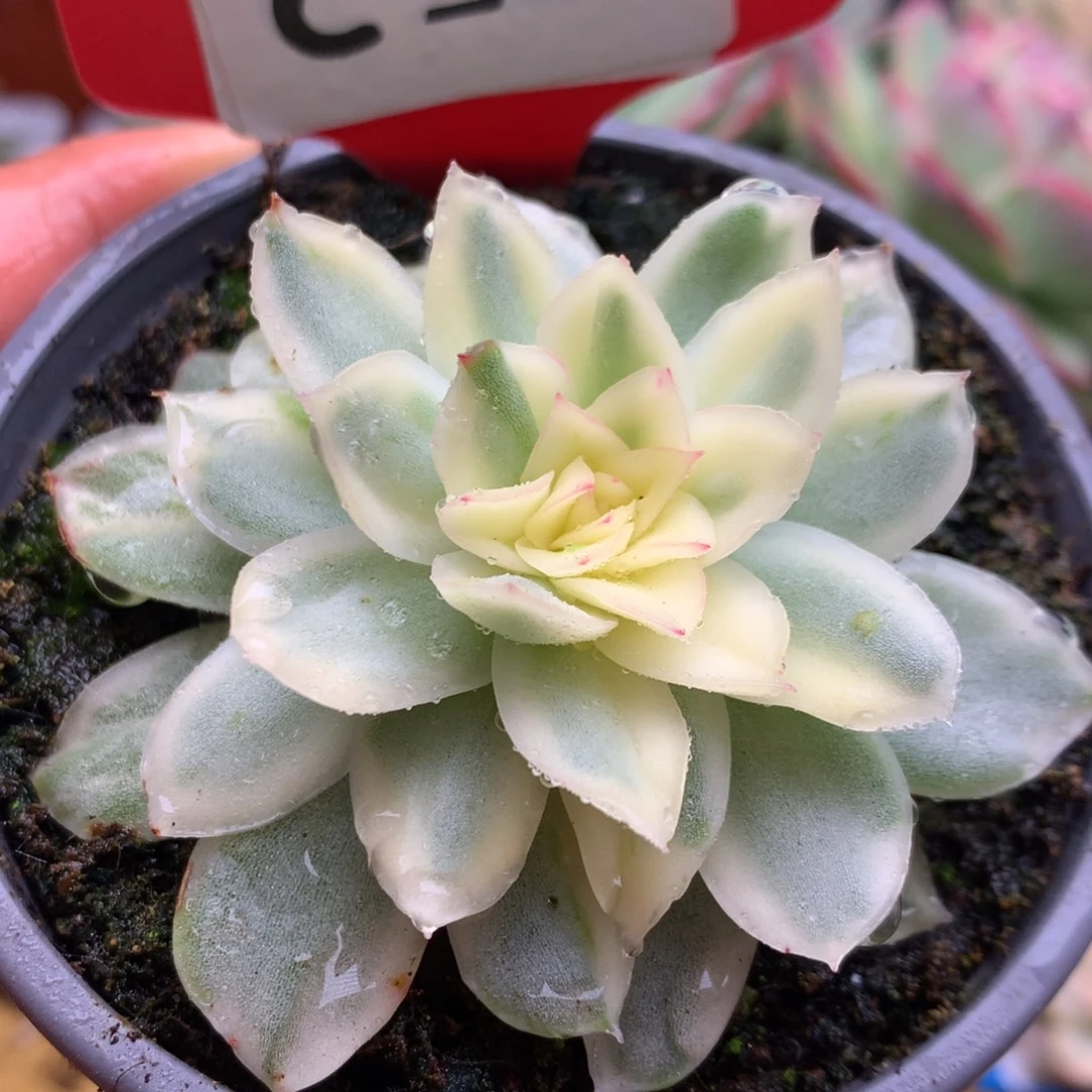 542仙影哈哈哈哈哈哈