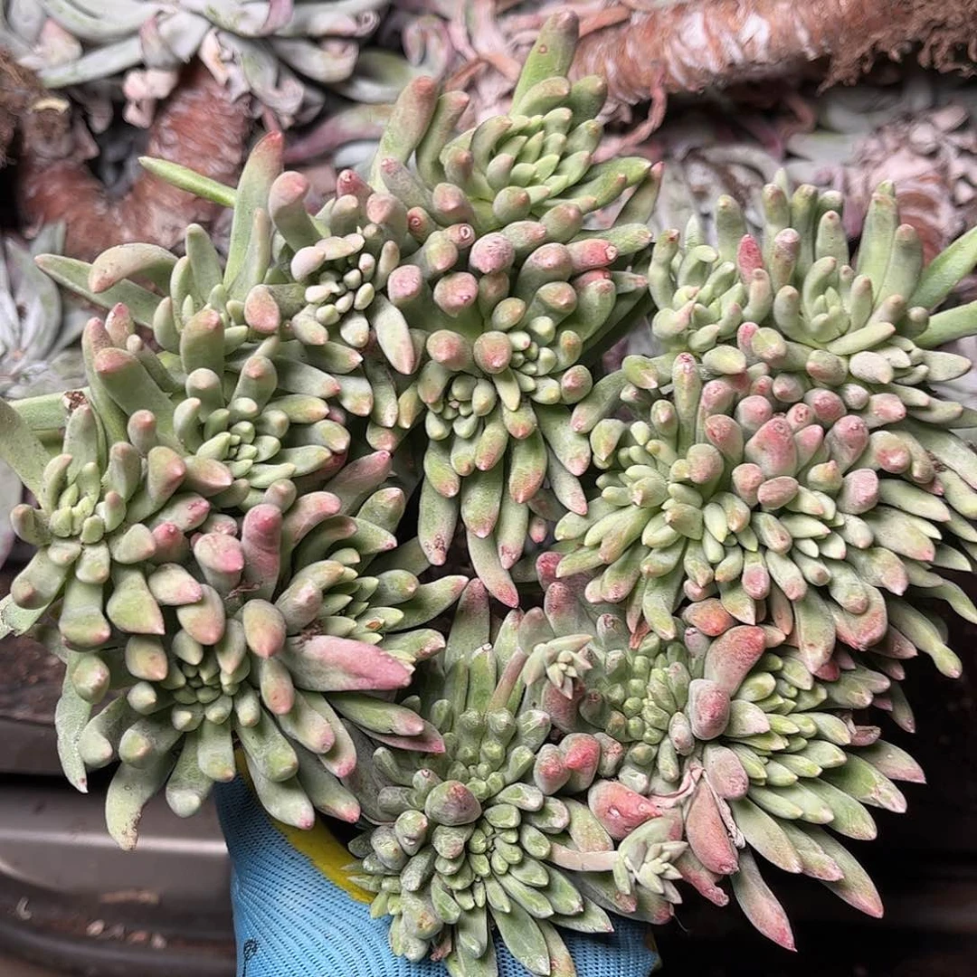 8293绿菊仙女多肉