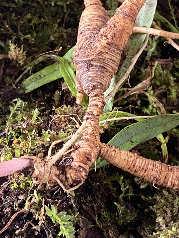 长白山新鲜林下参可煮水煲汤泡茶的放山货