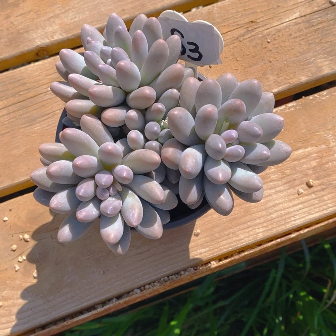 兜****?汤圆群多肉植物