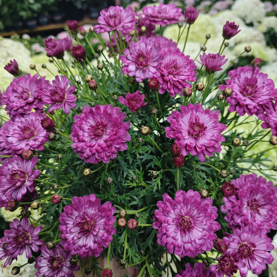 绚彩玫红 玛格丽特盆栽多年生易爆花新手易养护