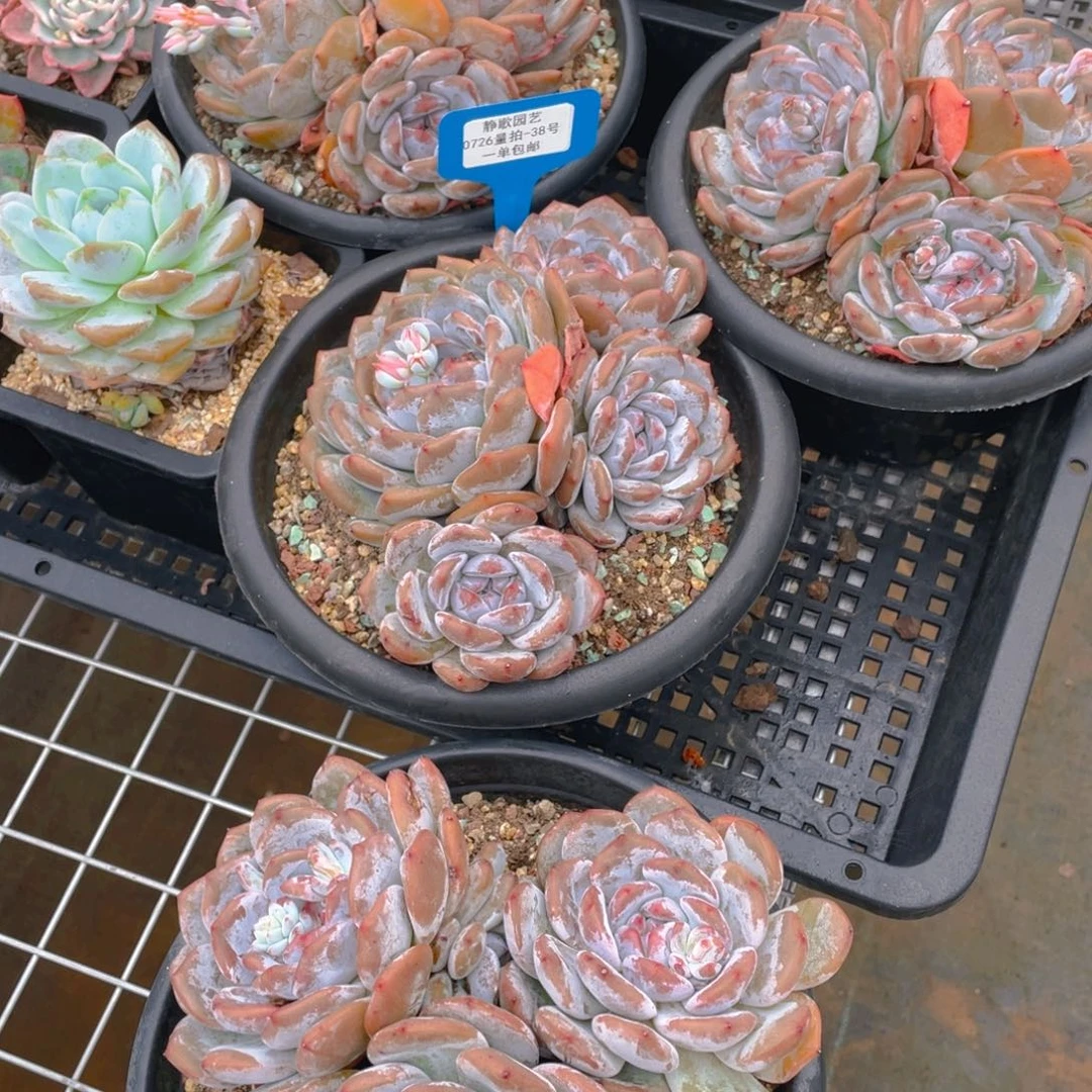 0726-38-大群老桩石榴籽参与一刻