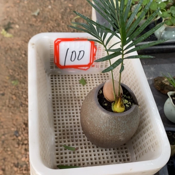 超***╲无花朵退款拉黑拉黑100