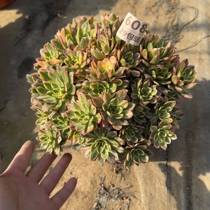 甜茶……多肉植物……