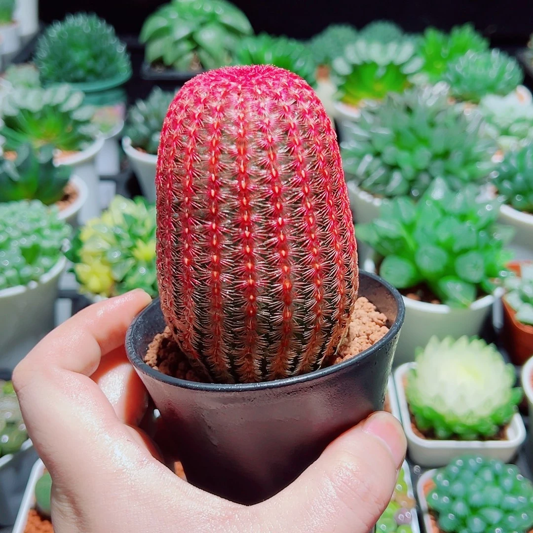 大号红太阳多肉多肉多肉