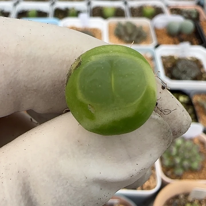 959拉登福利福利1.5