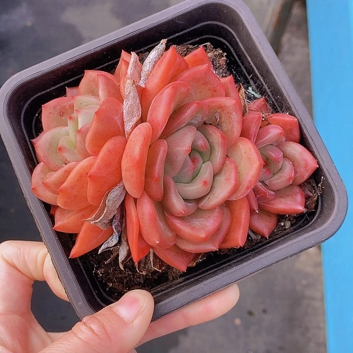 506多肉植物老桩