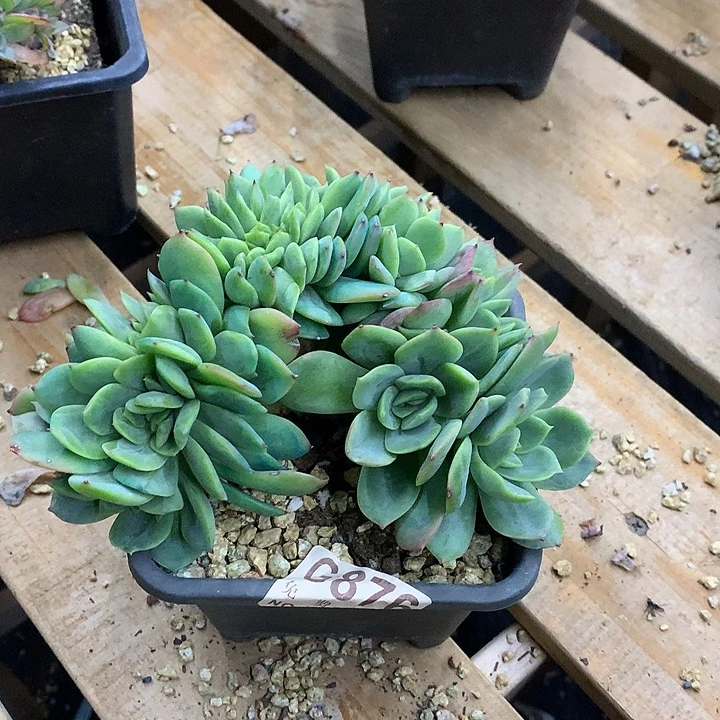 东云杂白凤 多肉植物9.25号左右发