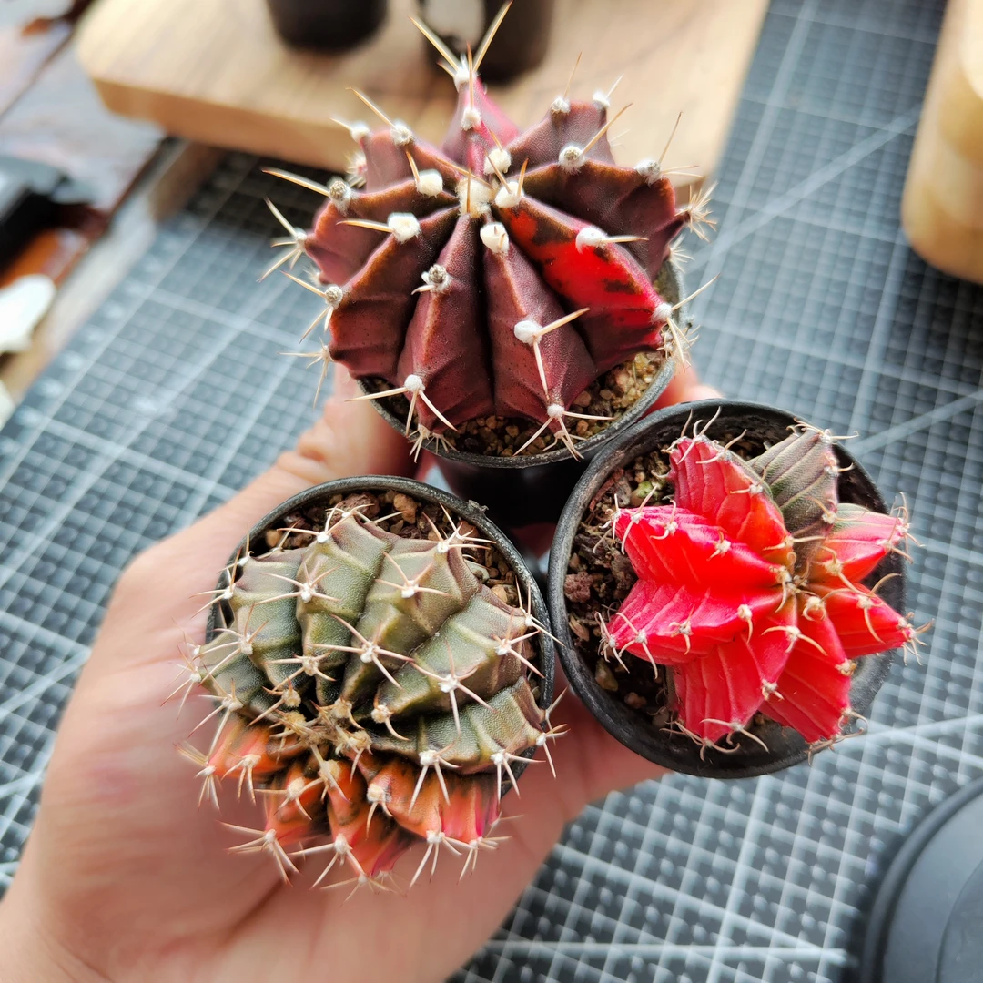 牡丹锦 多肉植物仙人球