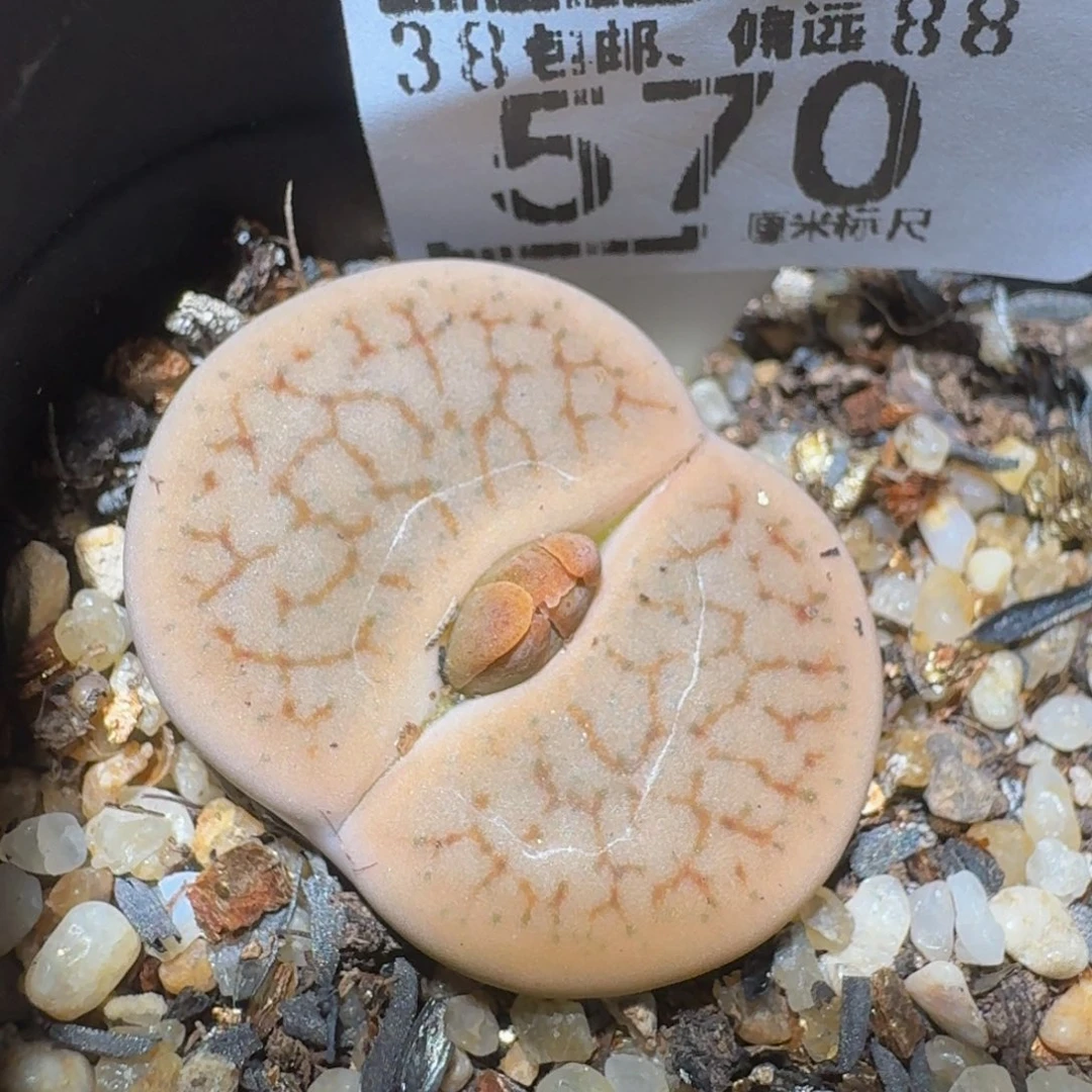 zzzz精品生石花570