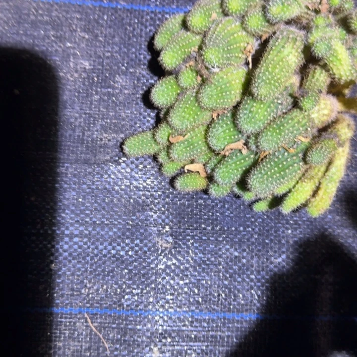 锦***位白檀仙人掌群生一群422