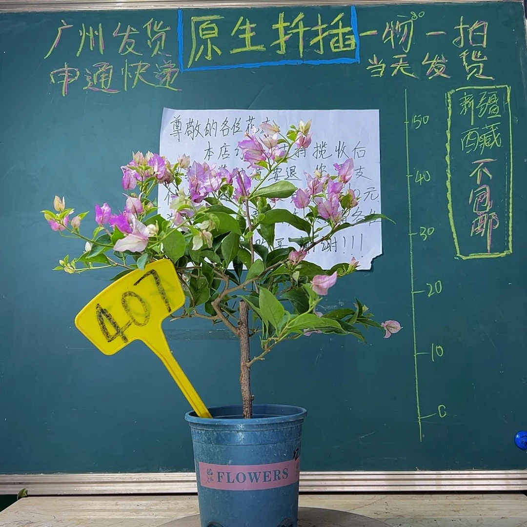 当前无花栽培后可以开花 福利 绿叶雪紫  407