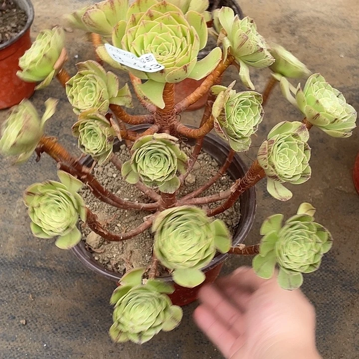 463万拉丝多肉植物法师