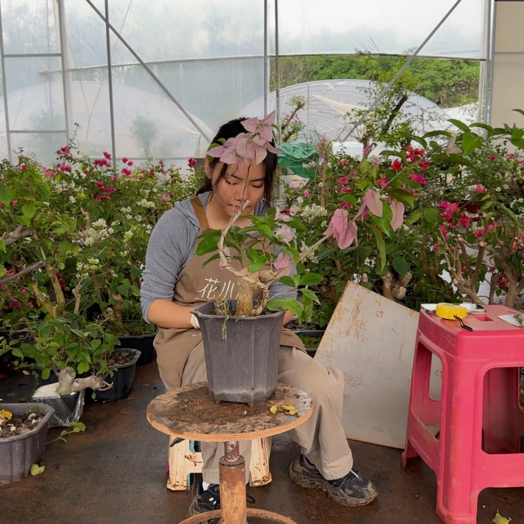 大部分花苞少量开放金夫人 201